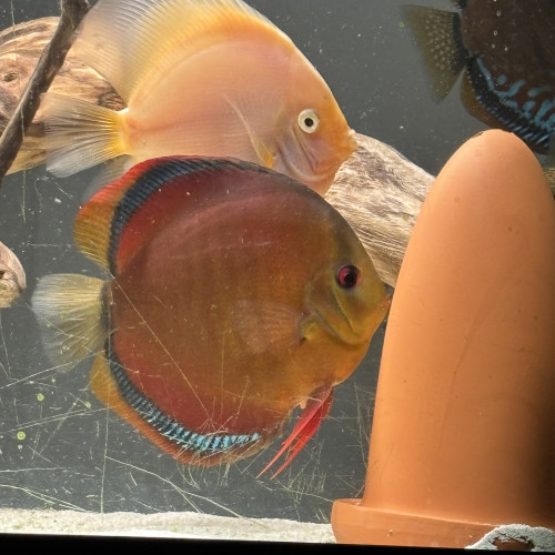 Discus/couple