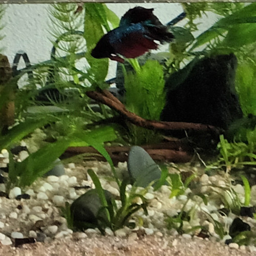 betta selection male