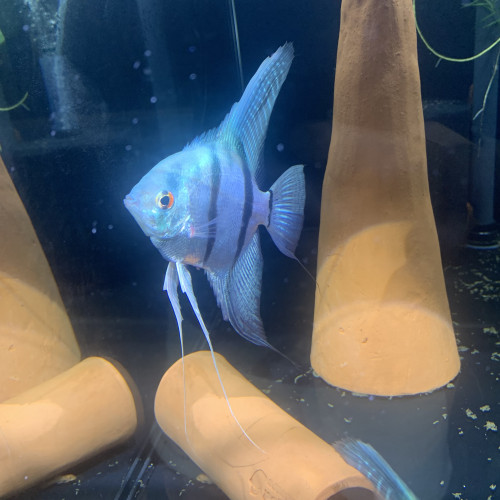 Scalaires blue diamond
