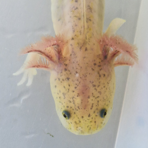 Axolotls copper, et autres couleurs