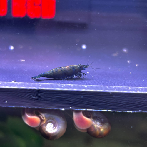 Crevette Green Jade