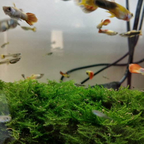 Guppy