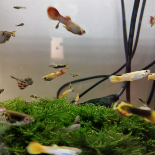 Guppy