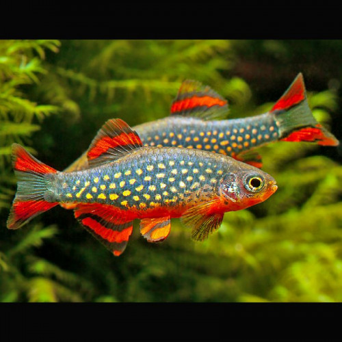 Microrasbora sp galaxy