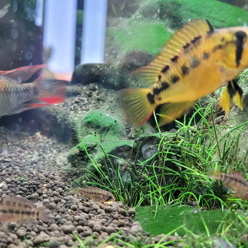 Juvéniles apistogramma Viejita