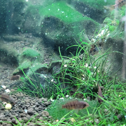 Juvéniles apistogramma Viejita