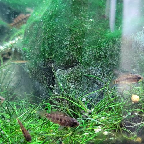Juvéniles apistogramma Viejita