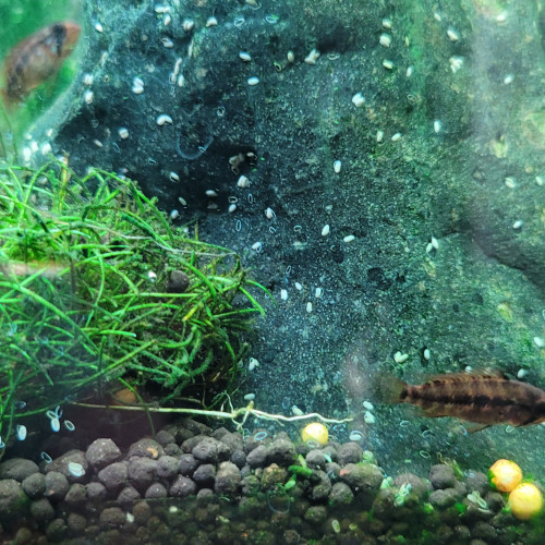 Juvéniles apistogramma Viejita