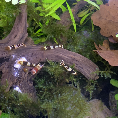 Caridina cantononsis black et red