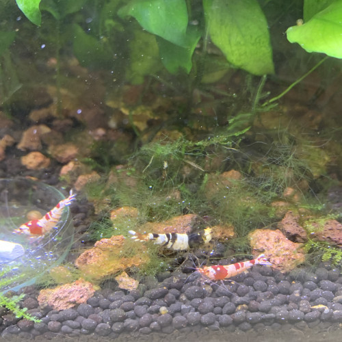 Caridina cantononsis black et red