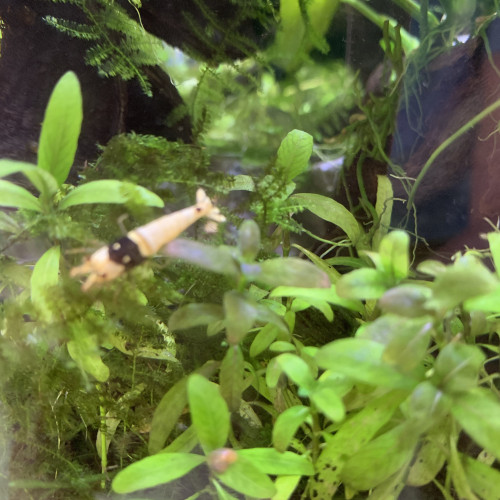 Caridina cantononsis black et red