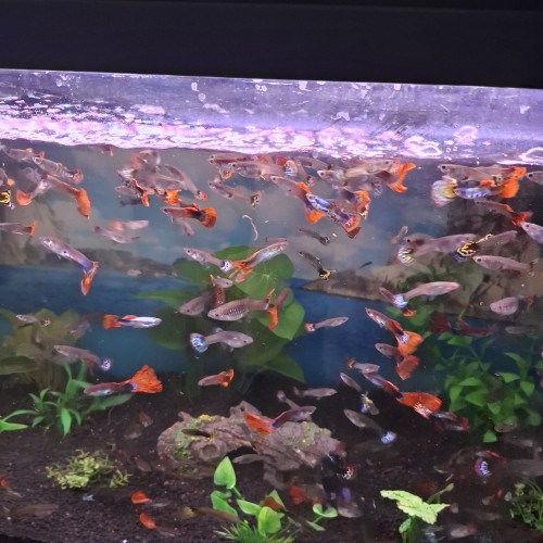 Vente de Guppy male et femelle