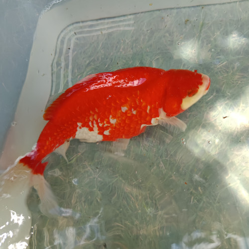 Carpes koï et poissons rouges