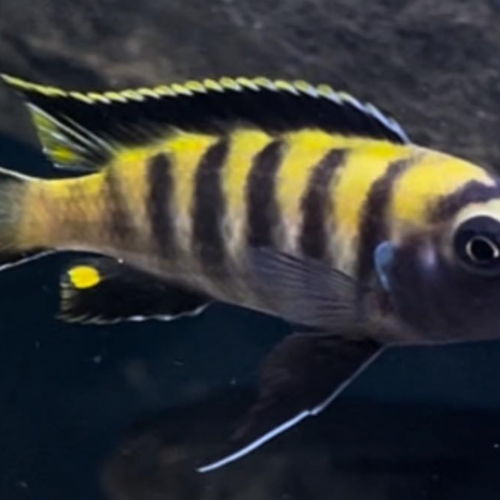 Pseudotropheus flavus