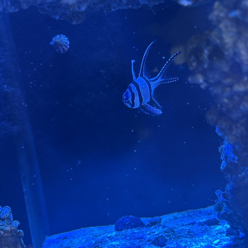 6 poisson eau de mer