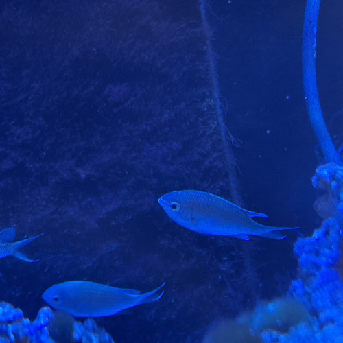 6 poisson eau de mer