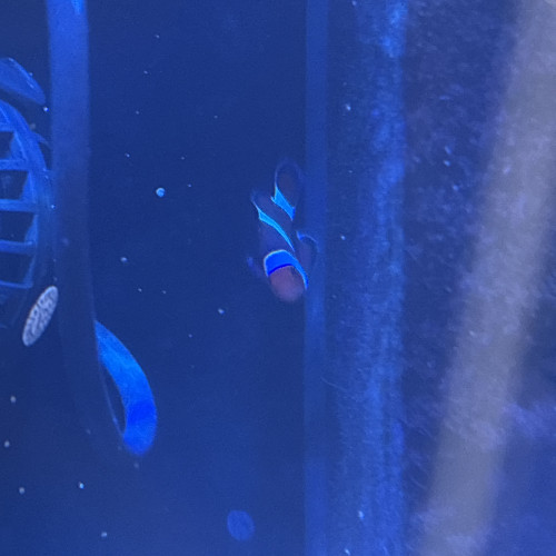 6 poisson eau de mer