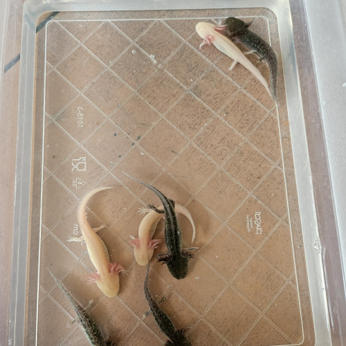 Axolotl juvénile
