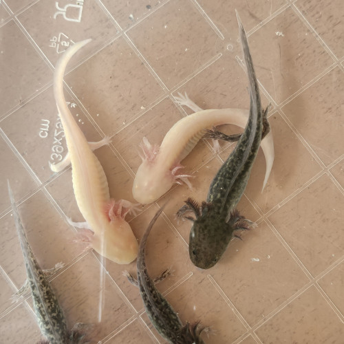 Axolotl juvénile