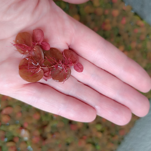 PHYLLANTHUS FLUITANSS plante flottante aquarium ou bassin