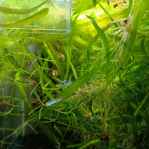 endlers bleu de rorota