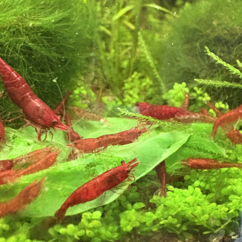 Neocaridina bloody mary