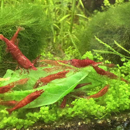 Neocaridina bloody mary