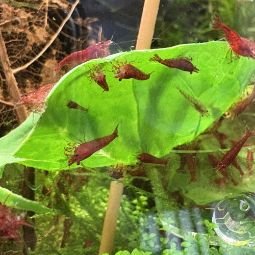 Neocaridina bloody mary