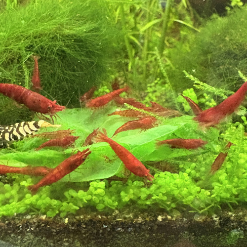 Neocaridina bloody mary