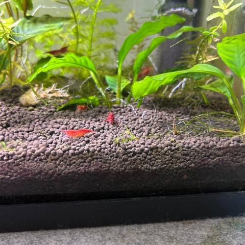 Crevettes Red Cherry