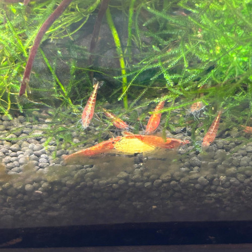 Crevettes Red Cherry