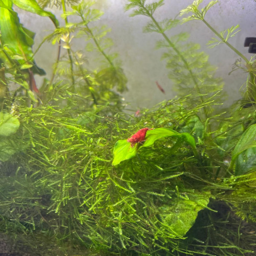Crevettes Red Cherry