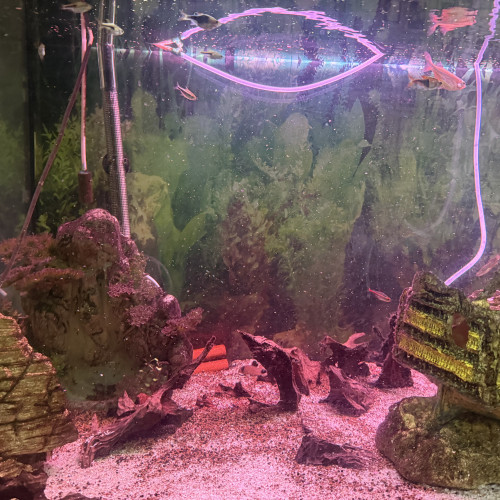 Vends poissons loche clown