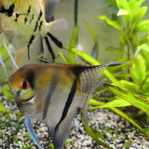 Scalaire 2 ans