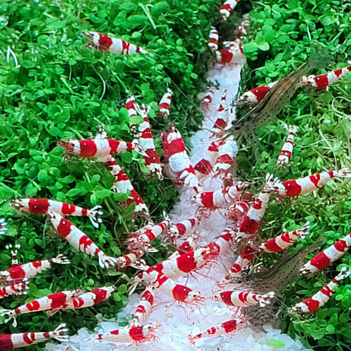 Crevettes red crystal adultes et sub adultes