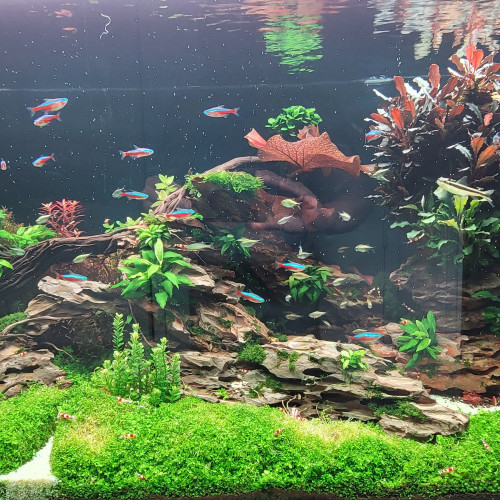 Crevettes red crystal adultes et sub adultes