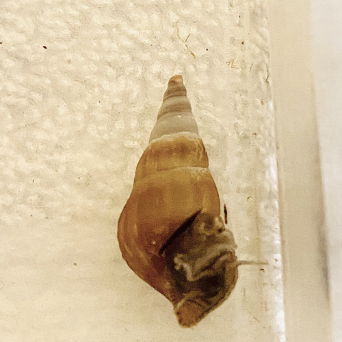 Escargot Brotia Hercules