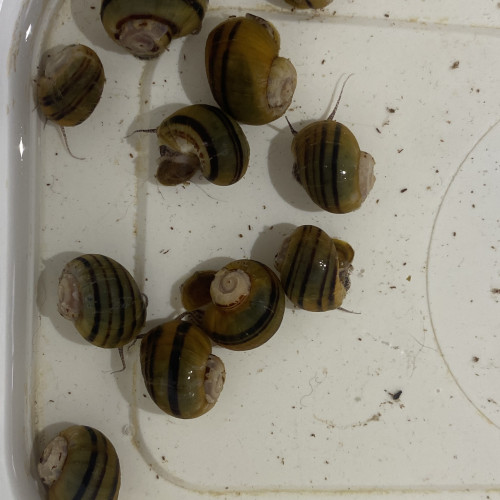 Escargot Asolene spixi