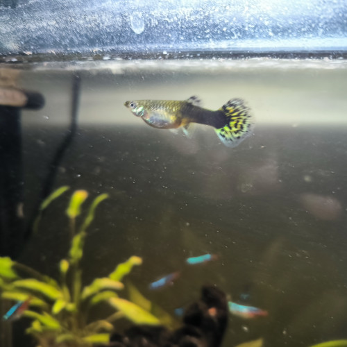 Aquarium complet