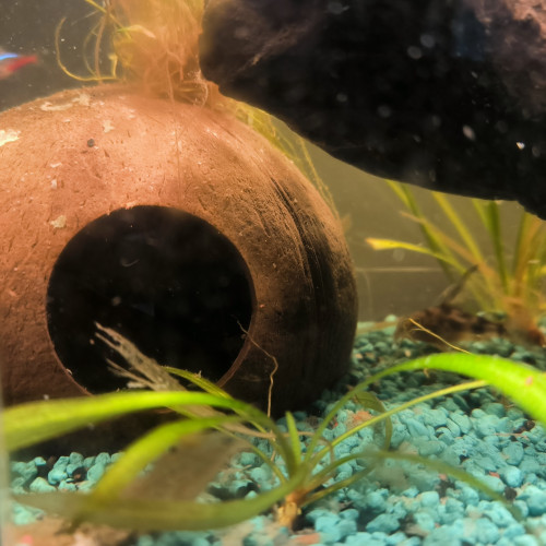 Aquarium complet