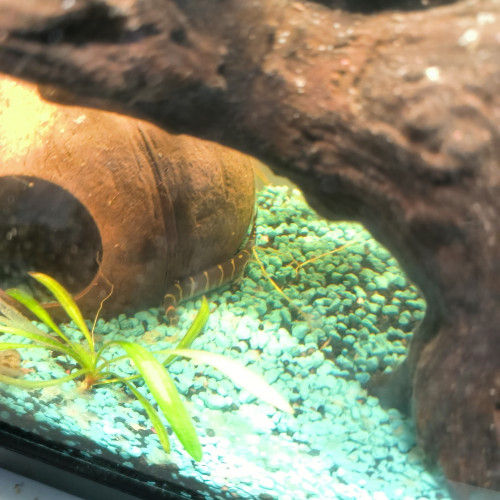 Aquarium complet