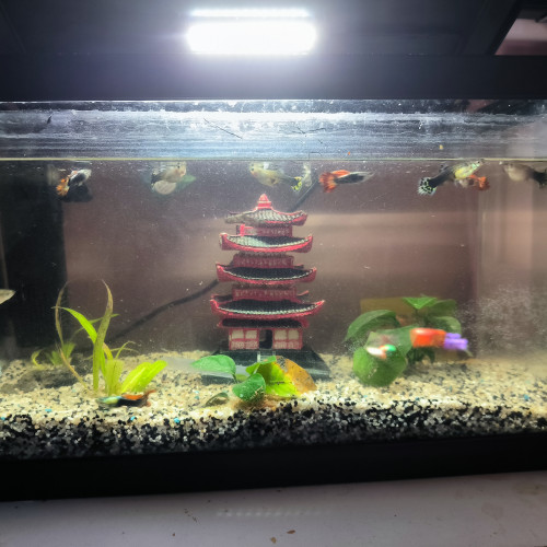 Aquarium complet