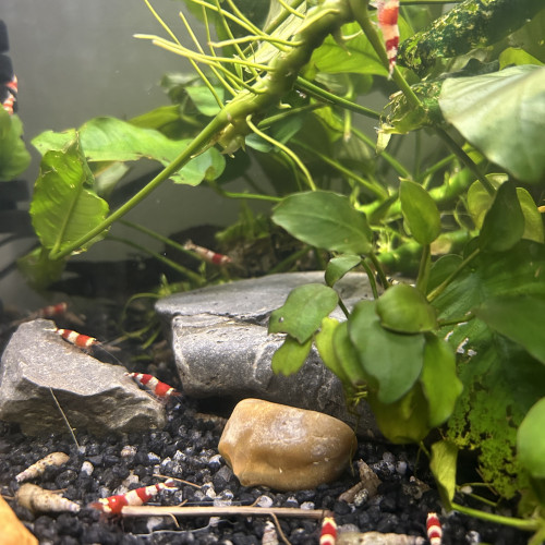 Crevettes Red Crystal