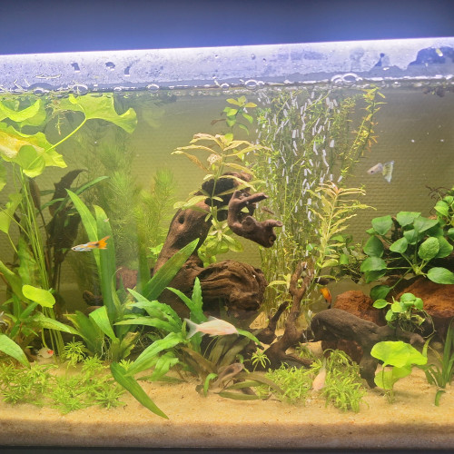 Don poissons Xyphos, Neons, Ancistrus