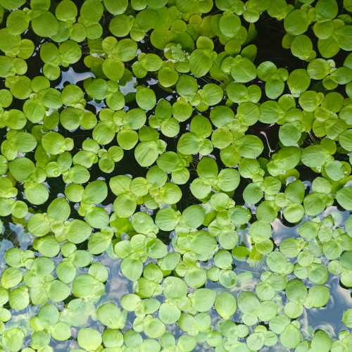 LEMNA major (Lentille d'eau)