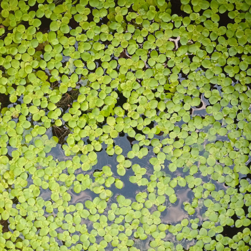 LEMNA major (Lentille d'eau)