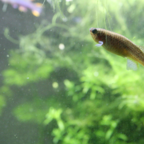 Fundulopanchax gardneri