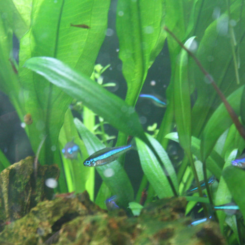 Paracheirodon simulans (faux néon bleu)