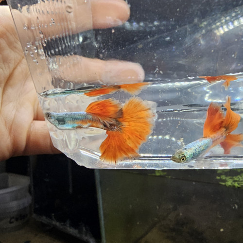 Guppy Halfmoon Platinium Full red