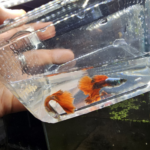 Guppy Halfmoon Platinium Full red